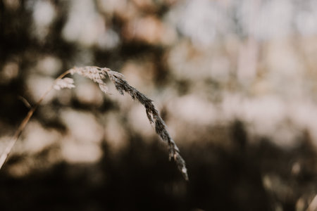 Close-up of a single blade of grass with a blurred background. This image captures the delicate beauty of nature with a focus on a single blade of grass.の写真素材