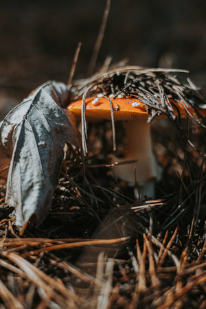 Amanita mushroom with a red cap peeking through fallen leaves in the forest. This image captures a vibrant red mushroom with white spots, nestled among dried leaves and pine needles. Fly agaric.の写真素材