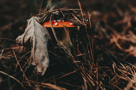 Amanita mushroom with a red cap peeking through fallen leaves in the forest. This image captures a vibrant red mushroom with white spots, nestled among dried leaves and pine needles. Fly agaric.の写真素材