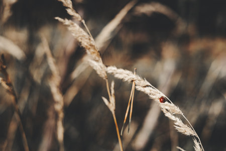 Ladybug perched on a delicate stalk of dried grass in soft sunlight. A tiny ladybug rests on a blade of grass, creating a beautiful contrast of color and texture. Autumnal landscape - flora and fauna.の写真素材