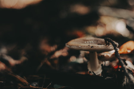A solitary mushroom in a forest setting with soft, natural lighting. This image captures the beauty of nature with a focus on a single mushroom in its natural habitat.の写真素材