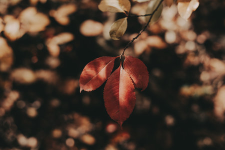 Autumn foliage on a tree branch in warm tones with soft focus background. These vibrant red leaves are a beautiful display of autumn colors, perfect for seasonal projects. Fall season nature detail.の写真素材