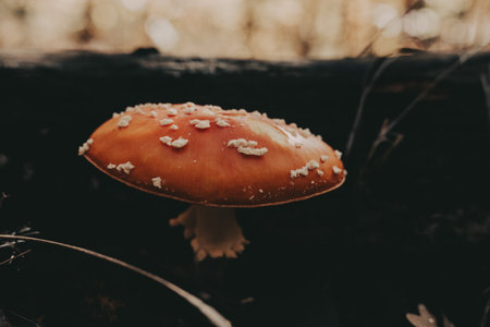 Vibrant red and white mushroom growing in a dark forest setting. This striking mushroom stands out against the dark background, showing its unique beauty in nature. Poisonous mushroom fly agaric.の写真素材