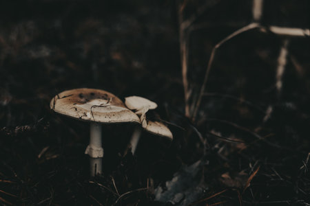 Mushrooms growing in a dark forest with moody, atmospheric lighting. These mushrooms are captured in a low-key, moody style, creating a sense of mystery and intrigue. Dark key moody autumnal forest.の写真素材