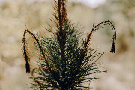 A young pine tree with a blurred background in natural light. This image captures the delicate details of a pine tree, showing its needles and branches against a soft, out-of-focus backdrop.の写真素材