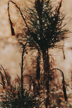 A young pine tree with a blurred background in natural light. This image captures the delicate details of a pine tree, showing its needles and branches against a soft, out-of-focus backdrop.の写真素材