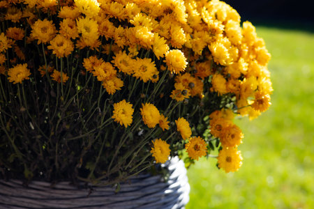 Vibrant yellow chrysanthemums in a woven basket against a blurred green background. These beautiful flowers create a stunning contrast with the natural setting, perfect for adding a touch of color.の写真素材
