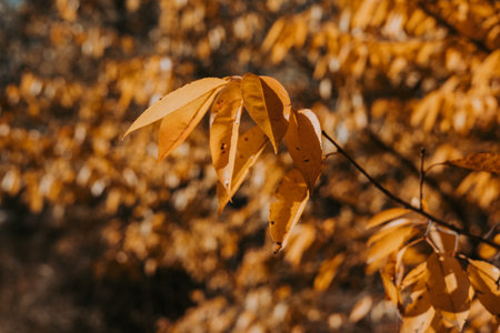 Autumn leaves in warm sunlight, a beautiful display of fall colors. The golden leaves of autumn are...