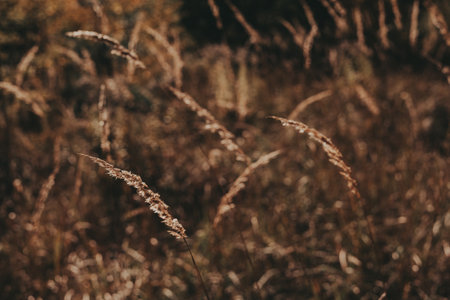 Close-up of delicate wild grass in a field with soft, blurred background. The sunlit grass sways gently in the breeze, creating a serene and natural scene. Wild grass land with dry spikes in the windの写真素材