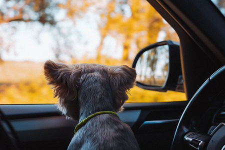 Yorkshire terrier dog gazing out of a car window during a trip on a scenic autumn day. A curious dog enjoys the view with a vibrant fall landscape in the background. A drive by automobile with a pet.の写真素材