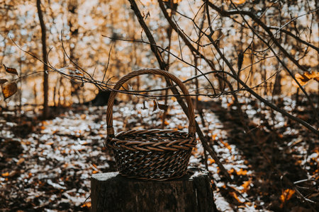 Wicker basket on a tree stump in a sunlit autumn forest scene. A rustic woven basket sits on a tree stump in a forest, surrounded by fall foliage and branches.の写真素材
