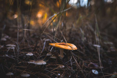 Vibrant orange mushroom growing in a forest with other smaller fungi. This image captures the beauty of nature with a focus on the diverse fungi found in a woodland setting.の写真素材