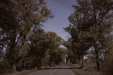 Road through the trees on a sunny day with a blue sky overhead. A scenic road winds through a canopy of trees, creating a picturesque natural tunnel.の写真素材