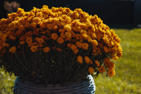 Vibrant yellow chrysanthemums in a woven basket against a blurred green background. These beautiful flowers create a stunning contrast with the natural setting, perfect for adding a touch of color.の写真素材