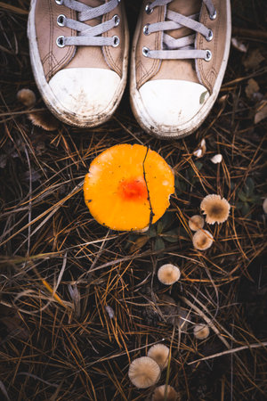 Sneakers and a vibrant orange mushroom in a forest setting. A pair of well-worn sneakers stand above a colorful mushroom surrounded by other small fungi and pine needles. Top view.の写真素材