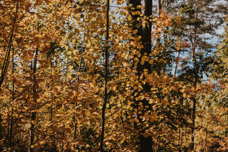 Autumn forest scene with golden leaves and sunlight filtering through the trees. The vibrant colors of fall foliage create a stunning display in this tranquil woodland setting.の写真素材