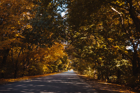The empty road lined with trees in autumn, a beautiful fall foliage drive. The road leads through a tunnel of trees with vibrant yellow and orange leaves, creating a stunning autumnal scene. October.の写真素材