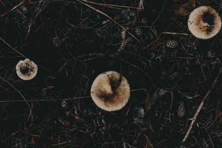 Three mushrooms in the forest floor with pine needles and pine cones viewed directly from above. This image captures a top-down view of mushrooms nestled among forest debris.の写真素材