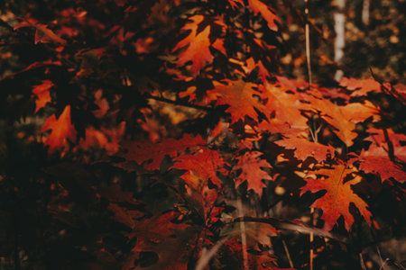Autumn leaves in vibrant shades of red and orange, a beautiful fall scene. The colorful foliage...