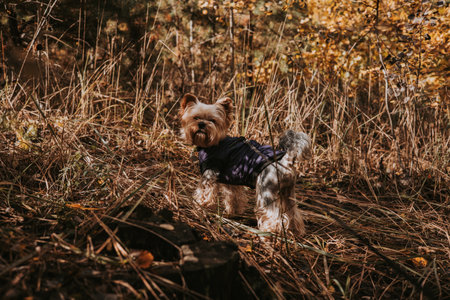Yorkshire terrier dog in a forest setting, wearing a jacket, looking at the camera. A cute Yorkshire terrier stands in tall grass, enjoying the autumn weather and looking adorable.の写真素材
