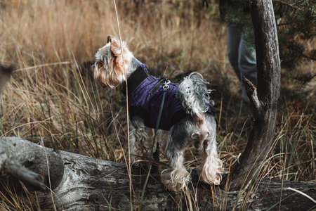 Yorkshire Terrier in a purple coat explores the forest on a crisp autumn day. A small dog wearing a purple jacket stands on a fallen log, enjoying the sights and smells of nature. A doggy in a forest.の写真素材