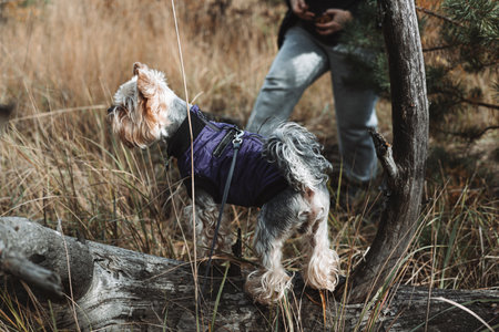 Yorkshire Terrier in a purple coat explores the forest on a crisp autumn day. A small dog wearing a purple jacket stands on a fallen log, enjoying the sights and smells of nature. A doggy in a forest.の写真素材