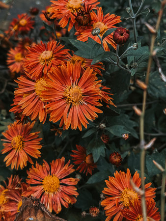 Vibrant orange chrysanthemums blooming in garden. These beautiful flowers provide a burst of color against the dark green foliage, creating a stunning visual display. Vertical shot of autumnal flowersの写真素材