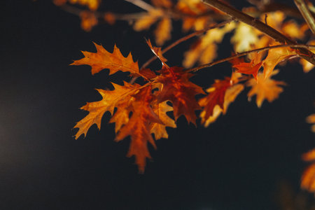 Autumn oak leaves against a dark background. The vibrant orange and red dry foliage contrast...