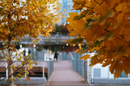 Autumn leaves frame a pedestrian bridge over a calm body of water. Golden yellow fall foliage provides a beautiful foreground for a bridge and blurred figures in the distance. Urban riverside view.の写真素材