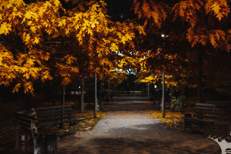 Autumn park path at night with illuminated oak trees and city lights. The golden leaves of the trees are lit up at night, creating a beautiful and serene atmosphere in the park. Night street lighting.の写真素材