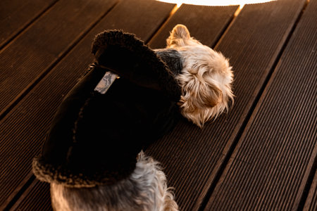 Yorkshire Terrier dog wearing a black coat resting on a wooden deck. A cute Yorkshire Terrier is seen relaxing outdoors, wearing a warm black coat on a wooden deck A doggy sleeping on the wooden floorの写真素材