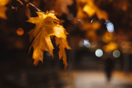 Autumn leaf illuminated against a blurred background with bokeh lights. Vibrant oak leaves is the focal point, with soft bokeh lights adding a dreamy quality to the scene. Night time city park walkwayの写真素材