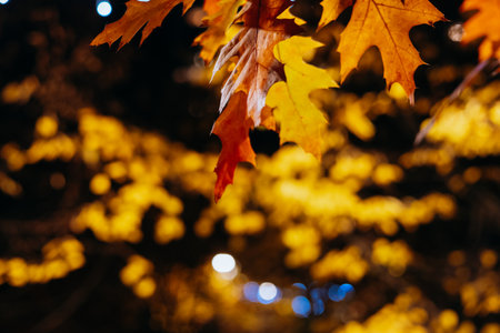 Autumn leaves in warm colors with bokeh lights in the background. The vibrant colors of fall foliage are captured in this beautiful image, creating a warm and inviting atmosphere.の写真素材