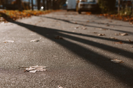 Fallen dried autumn leaves on a sidewalk and long shadows of the trees in the late afternoon sun. The foliage and shadows create a beautiful contrast on the pavement, evoking a sense of fall sunny dayの写真素材
