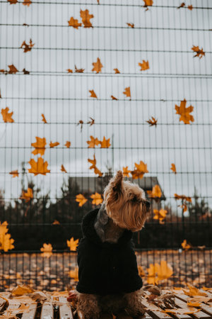 Yorkshire Terrier in stylish warm autumn jacket sitting on a wooden bench surrounded by golden leaves. Cozy outdoor scene for fall fashion, lifestyle blogs, and seasonal marketing visuals.の写真素材