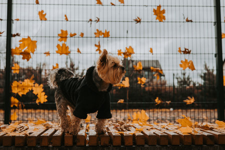 Yorkshire Terrier in stylish warm autumn jacket sitting on a wooden bench surrounded by golden leaves. Cozy outdoor scene for fall fashion, lifestyle blogs, and seasonal marketing visuals.の写真素材