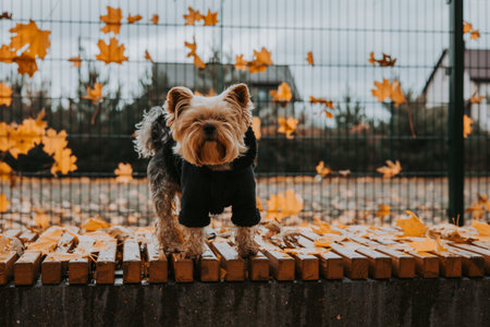 Yorkshire terrier dog wearing a black sweater or coat on a wooden bench in autumn. A cute Yorkie stands on a bench covered in fallen leaves, enjoying a crisp autumn day. Golden autumn in a park.の写真素材