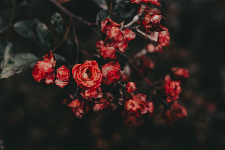 Close-up of vibrant small red roses with dark green leaves and a blurred background. These beautiful roses are captured in a close-up shot, showing intricate details and rich colors. Garden flowersの写真素材