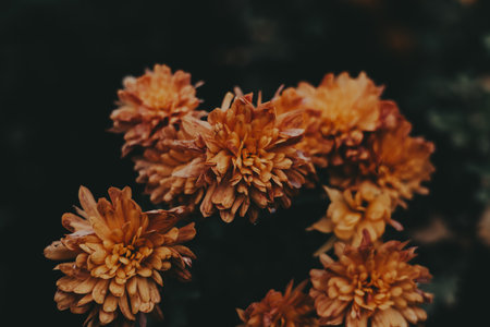 Close-up of vibrant orange chrysanthemums in full bloom against a dark background. These beautiful orange chrysanthemums create a stunning contrast against the dark green foliage, perfect for fall.の写真素材