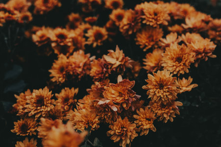 Close-up of vibrant orange chrysanthemums in full bloom against a dark background. These beautiful...