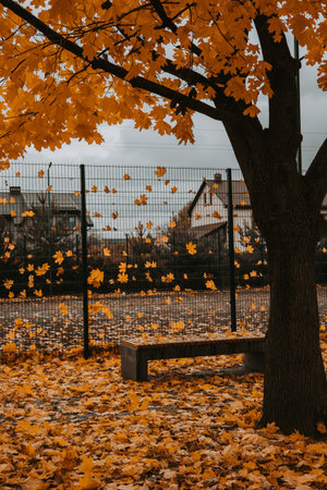 Autumn park scene with falling yellow maple leaves and wooden benches under trees. Golden leaves...