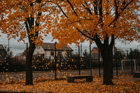 Autumn park scene with falling yellow maple leaves and wooden benches under trees. Golden leaves fall from trees in an autumnal park, creating a beautiful and serene outdoor scene. October parkland.の写真素材