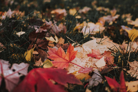 Macro nature. Vibrant autumn leaves on the ground with water droplets after a rain shower. Colorful leaves showcase the beauty of fall, with a close-up view of the textures and details.の写真素材