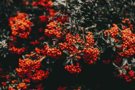 Vibrant orange berries on a dark green bush, a beautiful natural display. This image showcases a close-up of a bush laden with bright orange berries, set against a backdrop of deep green foliage.の写真素材