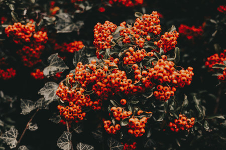 Vibrant orange berries on a dark green bush, a beautiful natural display. This image showcases a close-up of a bush laden with bright orange berries, set against a backdrop of deep green foliage.の写真素材