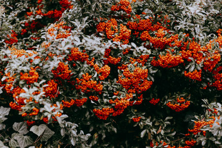 Vibrant orange berries on a dark green bush, a beautiful natural display. This image showcases a close-up of a bush laden with bright orange berries, set against a backdrop of deep green foliage.の写真素材