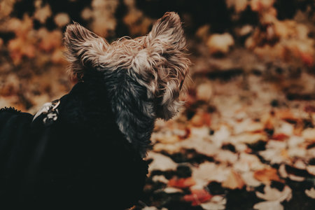 Yorkshire Terrier dog in autumn leaves, a beautiful fall season portrait. A Yorkie doggy with wet fur is seen from behind, enjoying the colorful autumn leaves and crisp fall air. Domestic canine pet.の写真素材