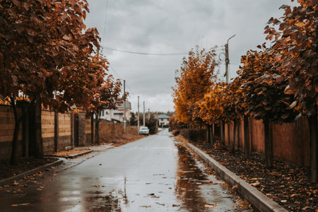 Autumn street scene with wet road and colorful trees under a cloudy sky. The image captures a tranquil street lined with trees displaying vibrant autumn foliage after a rain shower.の写真素材