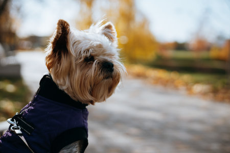 Yorkshire Terrier dog enjoying a sunny autumn day outdoors. A cute stylish dressed up Yorkie doggy, lapdog wears a purple jacket while enjoying the fall season foliage in a park setting. Pup outdoors.の写真素材