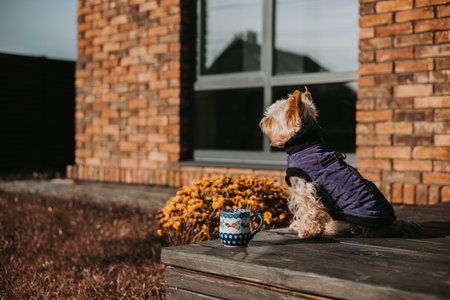 Yorkshire terrier dog wearing a purple coat sits on a wooden deck. A cute small Yorkie doggy sits on a wooden deck on terrace next to a mums flowers, enjoying the warm sunlight in autumnal day.の写真素材